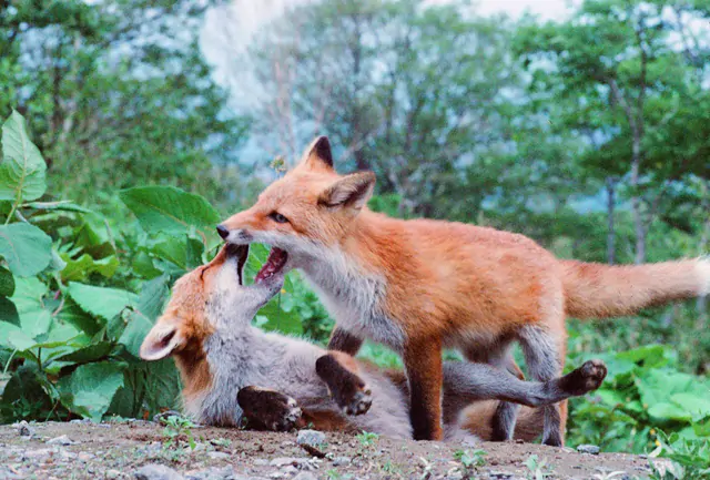 北海道昭和新山付近で見かけたキタキツネ